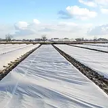 Агроволокно Agreen 4.20х100м 30г/м2 біле у рулоні тканина для укриття рослин тканина для збереження вологи, фото 4
