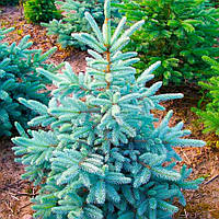 Саженцы Ели голубой Санта Фе (Picea pungens Santa Fe)