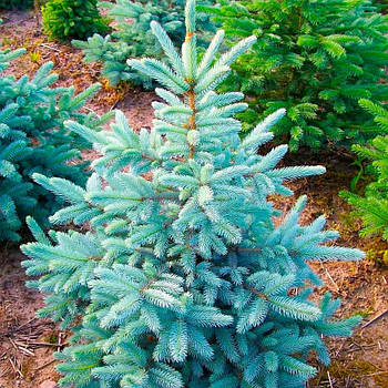 Саджанці Ялини блакитної Санта Фе (Picea pungens Santa Fe)