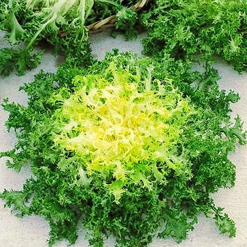 Насіння Салата Ендівій Сен-Лоран (1г)