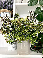 Штучний аспарагус. Кущ декоративного аспарагусу (зелений із коричневим напиленням, 38 см), фото 3