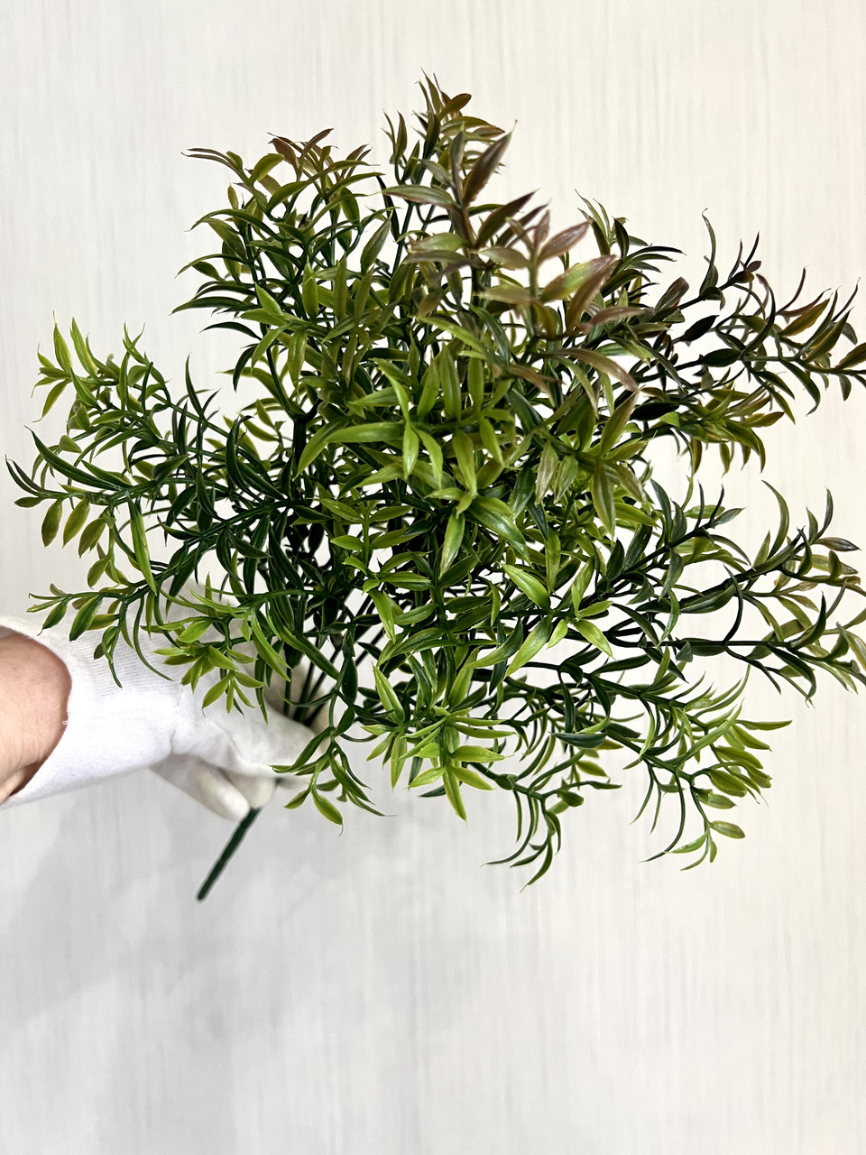 Штучний аспарагус. Кущ декоративного аспарагусу (зелений із коричневим напиленням, 38 см), фото 1