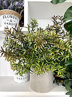 Штучний аспарагус. Кущ декоративного аспарагусу (зелений із коричневим напиленням, 38 см), фото 2