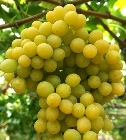 Кішміш Рататуй, фото 1