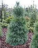 Сосна Шверіна Wiethorst 3 річна, Сосна Шверина Витхорст, Pinus schwerinii Wiethorst, фото 9