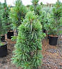 Сосна Шверіна Wiethorst 3 річна, Сосна Шверина Витхорст, Pinus schwerinii Wiethorst, фото 6