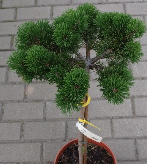 Сосна гірська Jacobsen 4 річна на штамбі, Сосна горная Якобсен на штамбе, Pinus mugo Jacobsen - фото 8 - id-p2116111189