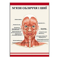 Плакат Vivay М’язи обличчя та шиї А2