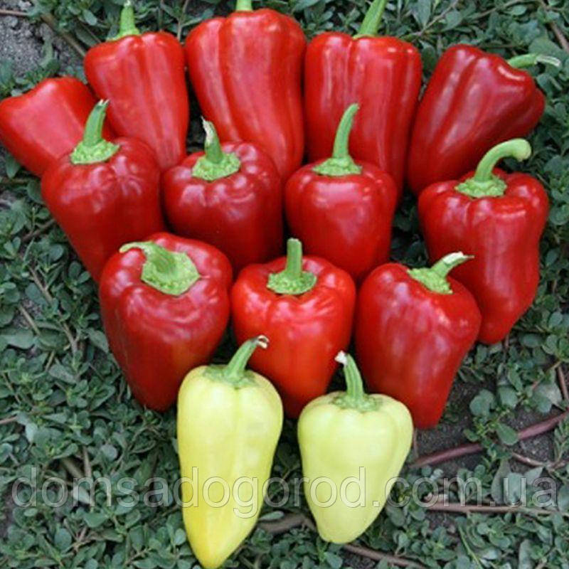 Насіння перцю Кантатта F1  500 насінин  Enza Zaden (Насіння 2021 року)