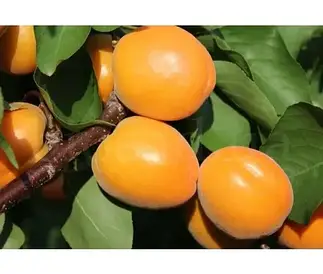 Абрикос Голд Річ