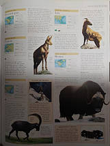 Animal: The definitive visual guide to the world's wildlife. David Burnie., фото 3