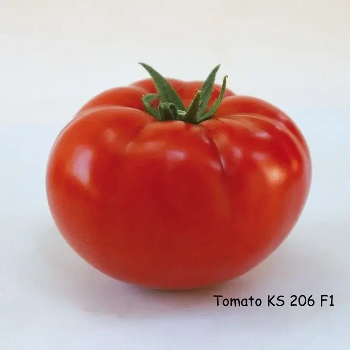 КС 206 F1 / KS 206 F1  100 насінин — Томат Індетермінантний, Kitano Seeds