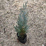 Кипарисовик Лавсона Колумнаріс саджанці в контейнері Chamaecyparis Lawsoniana Columnaris, фото 2