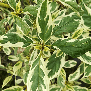 Саджанці Дерена отприсковий Сільвер Енд Голд (Cornus stolonifera Silver and Gold)