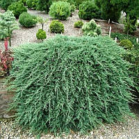 Саджанці Ялівцю горизонтального Вілтоні (Juniperus horizontalis Wiltonii) Р9