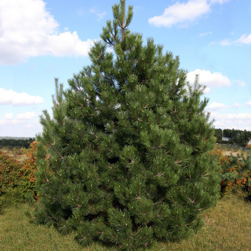 Саджанці Сосни Чорної (Австрійської) (Pinus Nigra Austriaca) Р9 - фото 3 - id-p1314289596