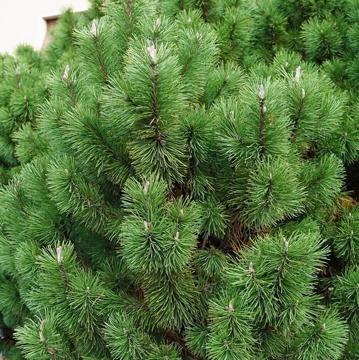 Саджанці Сосни Чорної (Австрійської) (Pinus Nigra Austriaca) Р9 - фото 4 - id-p1314289596