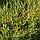 Саджанці Ялівцю китайського Курівао Голд (Juniperus chinensis Kuriwao Gold) Р9, фото 4