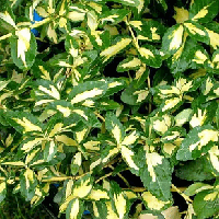 Саджанці Бересклету Форчуна Мікс (Еиопумиѕ fortunei Mix)