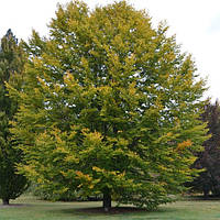 Саджанці Бука лісового (Fagus sylvatica)