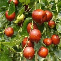 Саджанці Зизифуса Метеор (2-х річний) - середній, великоплідний, солодкий, унабі, фініка, жужуба (сіянець)