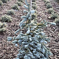 Саджанці Ялиці високорослої Глаука, 4-х річна (Abies Procera Glauca) С3