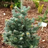 Саджанці Ялиці субальпійської Міколас (Abies lasiocarpa Mikolas) С3