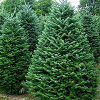 Саджанці Ялиці Корейської, 4-х річна (Abies Koreana) С3