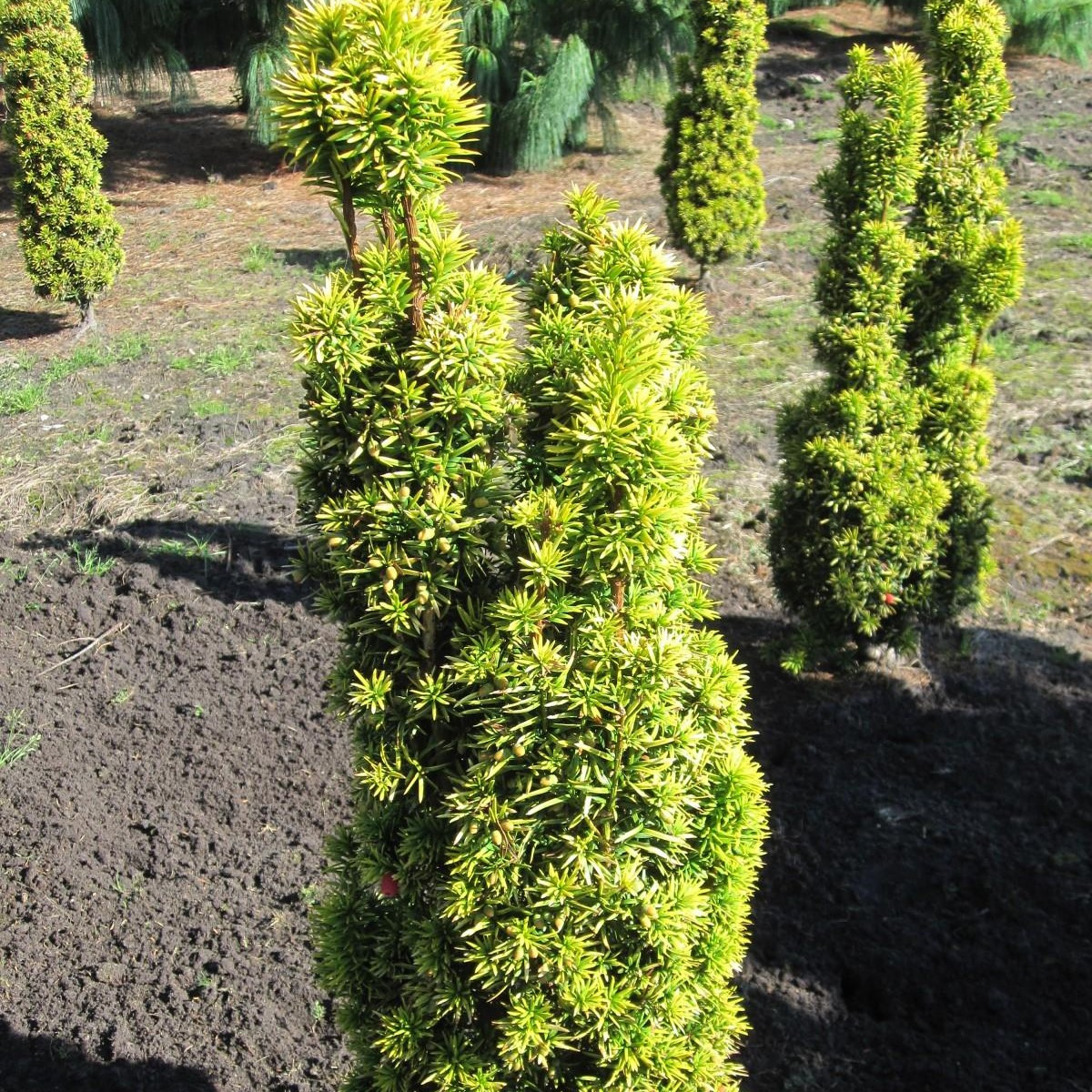 Саджанці Тиса ягідного Гринн Колумн (Taxus baccata Green Column)