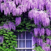 Саджанці Гліцинії Макростахія Блю Мун (Wisteria macrostachya Blue Moon) Р9