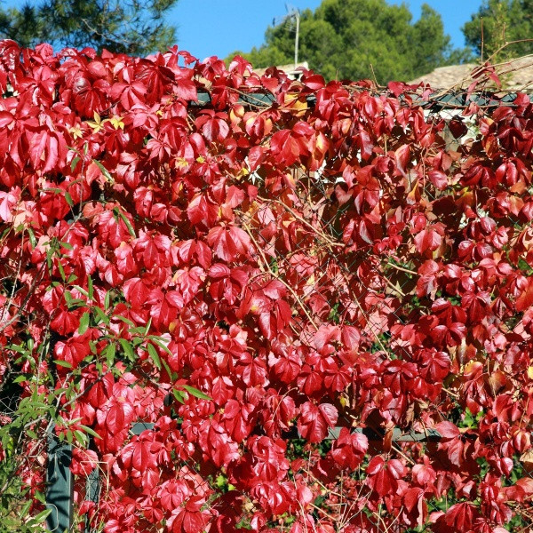 Саджанці Дівочого винограду п'ятипелюстковий (Parthenocissus) Р9 - фото 3 - id-p1051231116