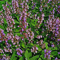 Саджанці Шавлії лікарської (Salvia officinalis) Р9