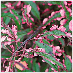 Саджанці Сливи розчепиреної Хессея (Prunus cerasifera Hessei)