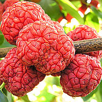 Саджанці Кудранії - полуничне дерево (Cornus tricuspidata) - дводомна, морозостійка (2-х річна)