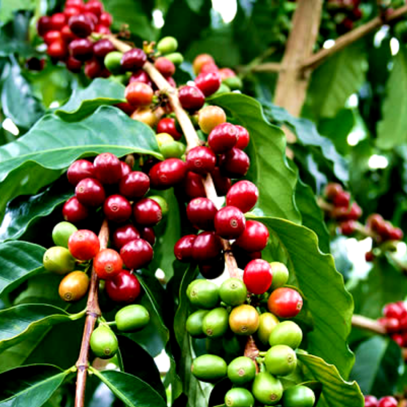 Саджанці Кави Арабіка (Coffea arabica) Р9 - фото 4 - id-p1051186155