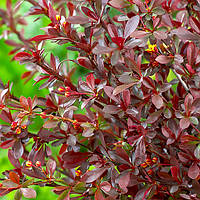 Саджанці Барбарису Тунберга Ред Чіф (Berberis Thunbergii Red Chief)