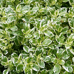 Саджанці Орегано Панта (Материнка звичайна Панта) (Origanum Vulgare Panta)