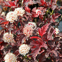 Саджанці Пухироплідника калинолистного Ред Барон (Physocarpus opulifolius Red Baron) 2-х річний С1,5