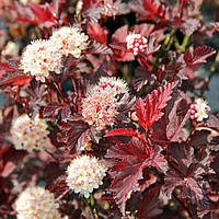 Саджанці Пухироплідника калинолистного Ред Барон (Physocarpus opulifolius Red Baron)