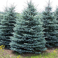 Саджанці Ялини колючої блакитної Кейбаб (Picea pungens Glauca Kaibab) Р9