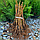 Саджанці ремонтантної малини Хімбо-Топ (Himbo-Top) - крупноплідна, врожайна, невибаглива, фото 5