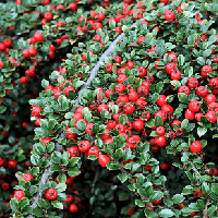 Саджанці Кизильника Корал Б'юті (Coral Beauty)