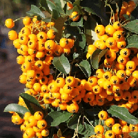 Саджанці Піраканти Солейл Дор (Soleil d'or)