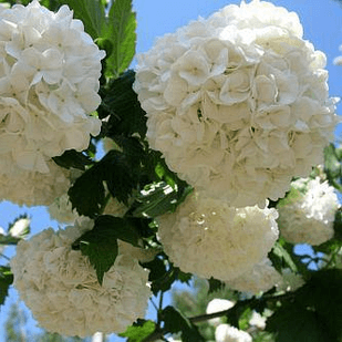 Саджанці калини Бульдонеж Розеум (Boule de Neige Roseum) - декоративна, зимостійка