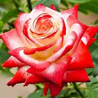 Саджанці чайно-гібридної троянди Імператриця Фарах (Rose ' Imperatrice Farah)