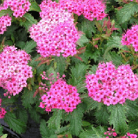 Саджанці Спіреї японської Кріспа (Spiraea japonica CRISPA) Р9