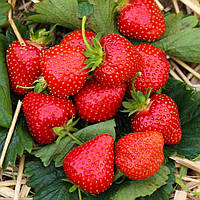 Саджанці полуниці (розсада) Сільвія (Silvia) - пізня, транспортабельна, соковита (в касеті)