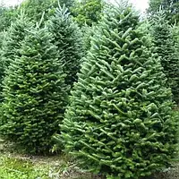 Саджанці Ялиці бальзамічної, 4-х річна (Abies balsamea) С3