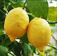Саджанці Лимона Овалі де Сорренто (Ovale Di Sorrento) - запашний, кисло-солодкий, високорослий