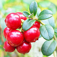 Саджанці Брусниці Ред Перл (Red Pearl) - рання, кисло-солодка, крупноплідна Р9